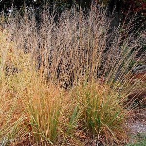 Bezkolenec rákosovitý (Molinia arundinacea) kont. P9